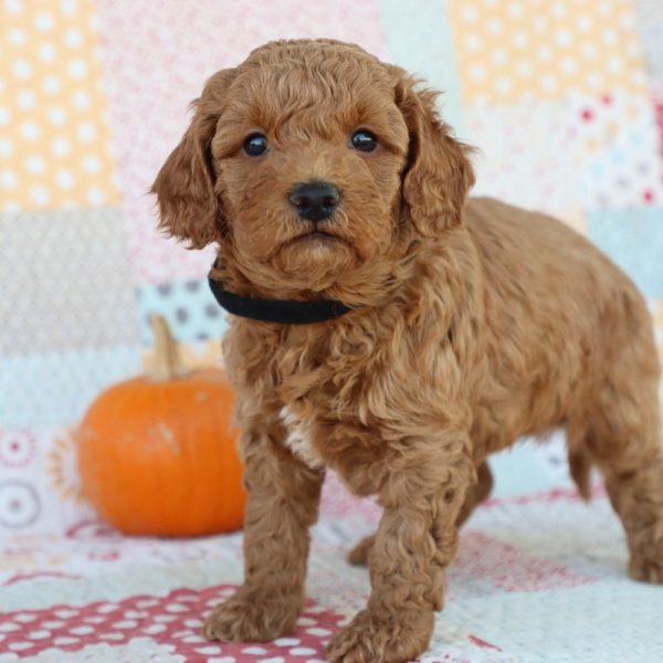 F1bb Mini Goldendoodle Puppy for Sale