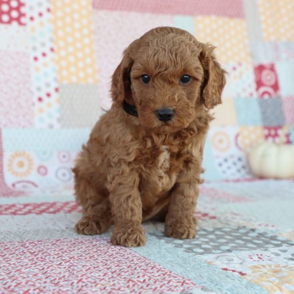 F1bb Mini Goldendoodle Puppy for Sale