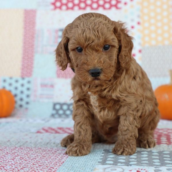 F1bb Mini Goldendoodle Puppy for Sale