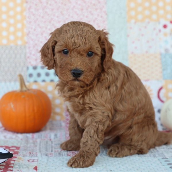 F1bb Mini Goldendoodle Puppy for Sale