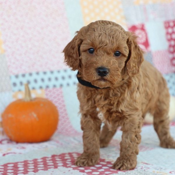 F1bb Mini Goldendoodle Puppy for Sale