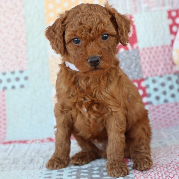 F1bb Mini Goldendoodle Puppy for Sale