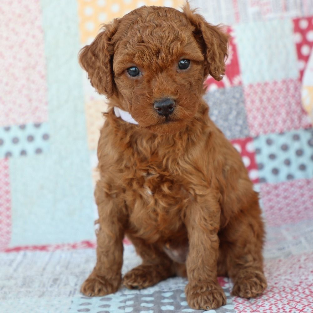 F1bb Mini Goldendoodle Puppy for Sale in NYC