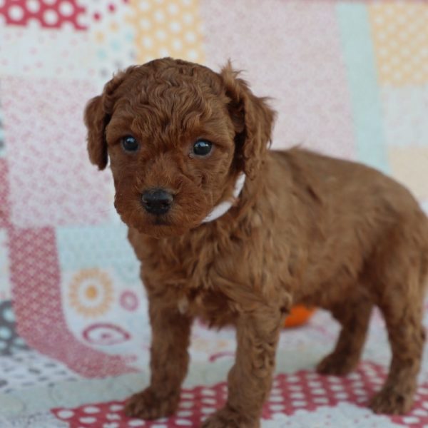 F1bb Mini Goldendoodle Puppy for Sale