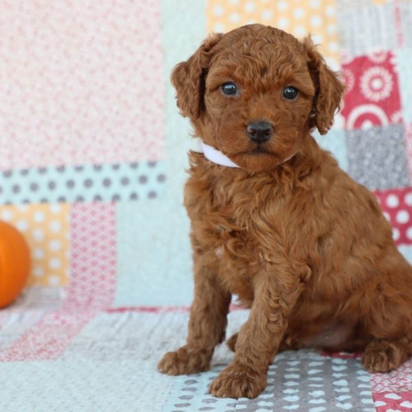 F1bb Mini Goldendoodle Puppy for Sale