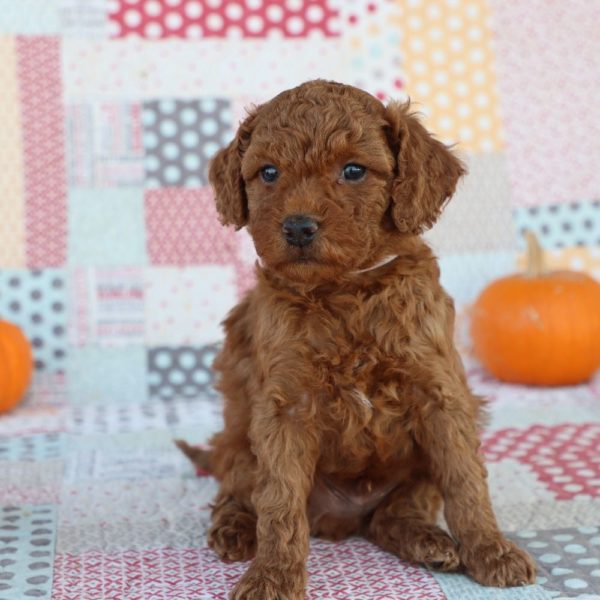 F1bb Mini Goldendoodle Puppy for Sale