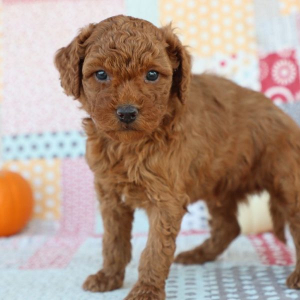 F1bb Mini Goldendoodle Puppy for Sale