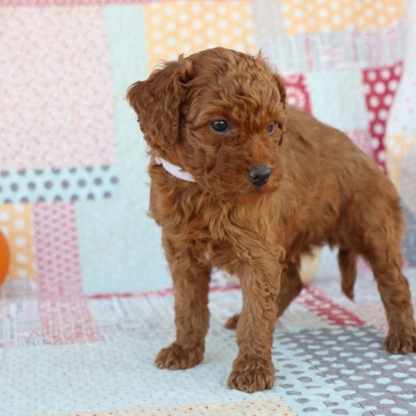 F1bb Mini Goldendoodle Puppy for Sale