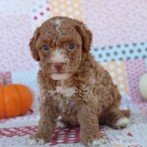 F1bb Toy Goldendoodle Puppy for Sale