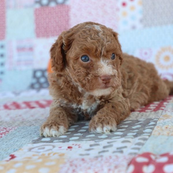 F1bb Toy Goldendoodle Puppy for Sale