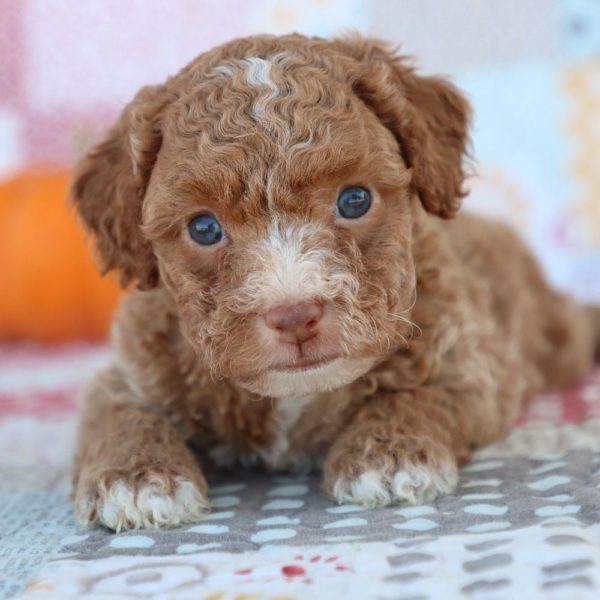 F1bb Toy Goldendoodle Puppy for Sale