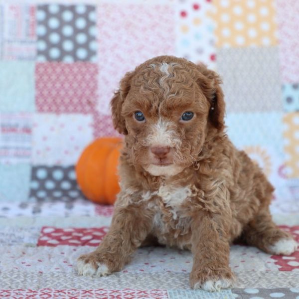 F1bb Toy Goldendoodle Puppy for Sale