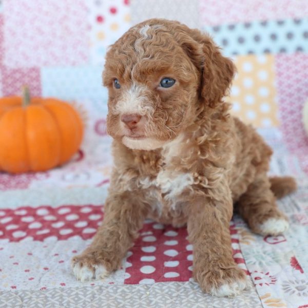 F1bb Toy Goldendoodle Puppy for Sale