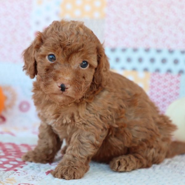 F1bb Toy Goldendoodle Puppy for Sale