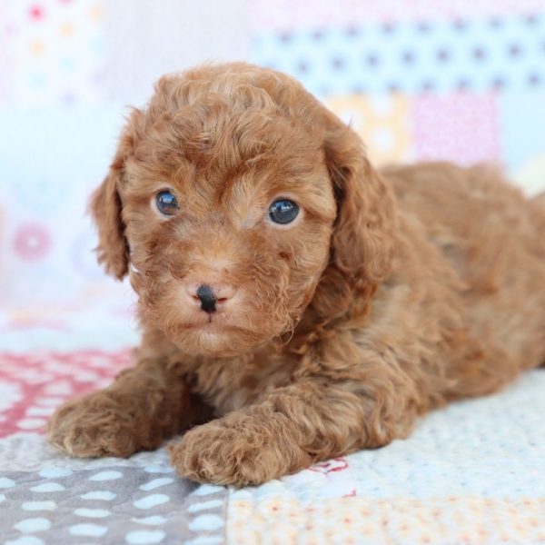 F1bb Toy Goldendoodle Puppy for Sale