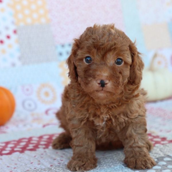 F1bb Toy Goldendoodle Puppy for Sale