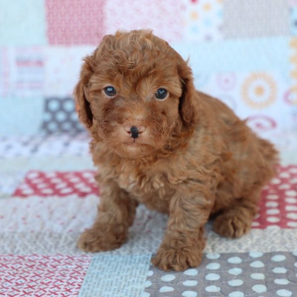 F1bb Toy Goldendoodle Puppy for Sale