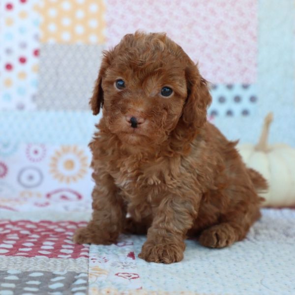 F1bb Toy Goldendoodle Puppy for Sale