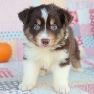 Miniature Australian Shepherd Puppy for Sale