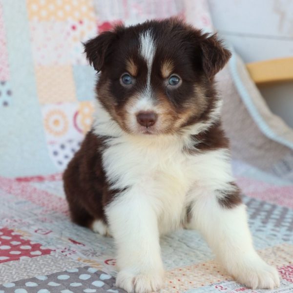 Miniature Australian Shepherd Puppy for Sale