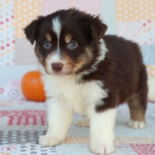 Miniature Australian Shepherd Puppy for Sale