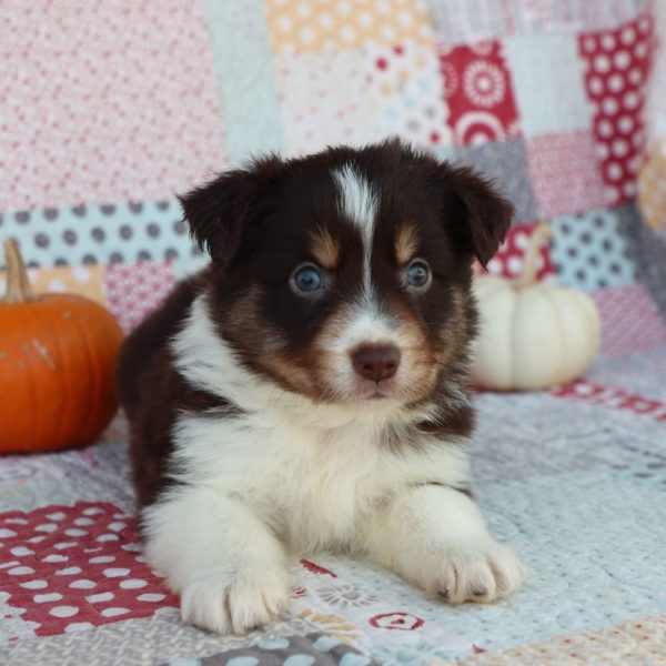 Miniature Australian Shepherd Puppy for Sale