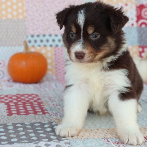 Miniature Australian Shepherd Puppy for Sale