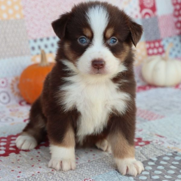 Miniature Australian Shepherd Puppy for Sale