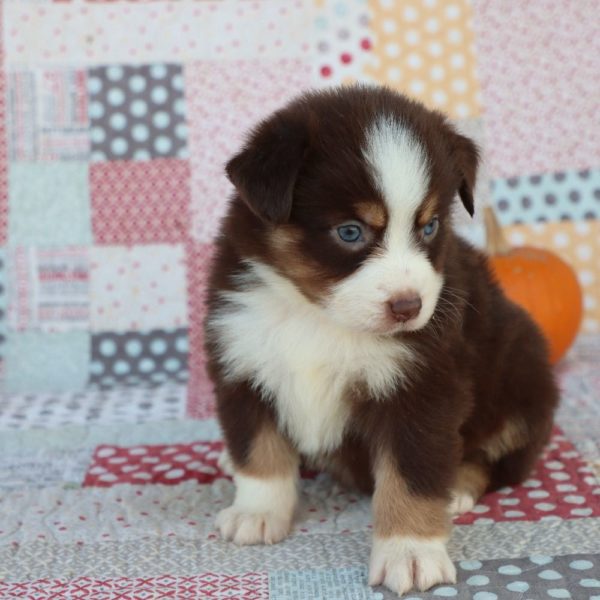 Miniature Australian Shepherd Puppy for Sale