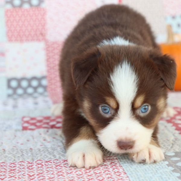 Miniature Australian Shepherd Puppy for Sale