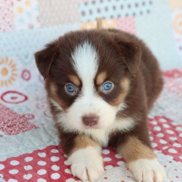 Miniature Australian Shepherd Puppy for Sale