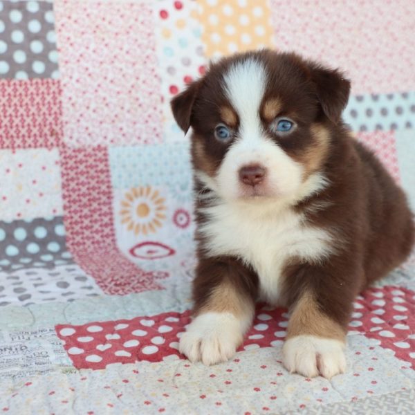 Miniature Australian Shepherd Puppy for Sale