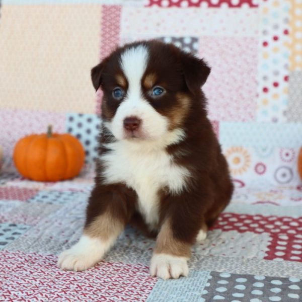 Miniature Australian Shepherd Puppy for Sale