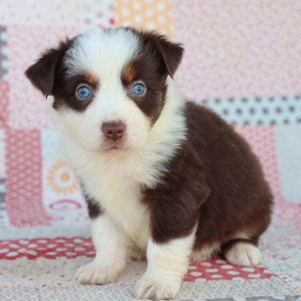 Miniature Australian Shepherd Puppy for Sale