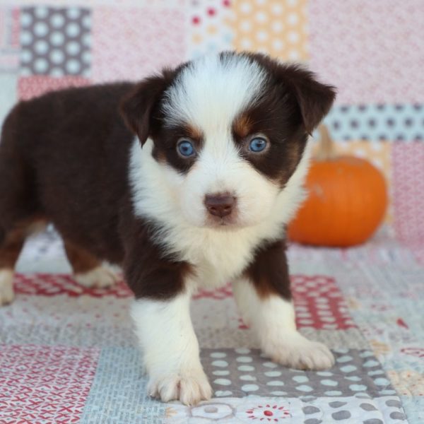 Miniature Australian Shepherd Puppy for Sale