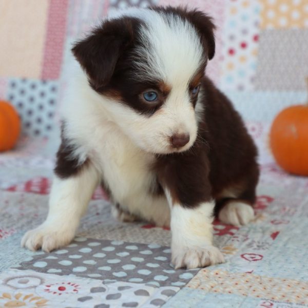 Miniature Australian Shepherd Puppy for Sale