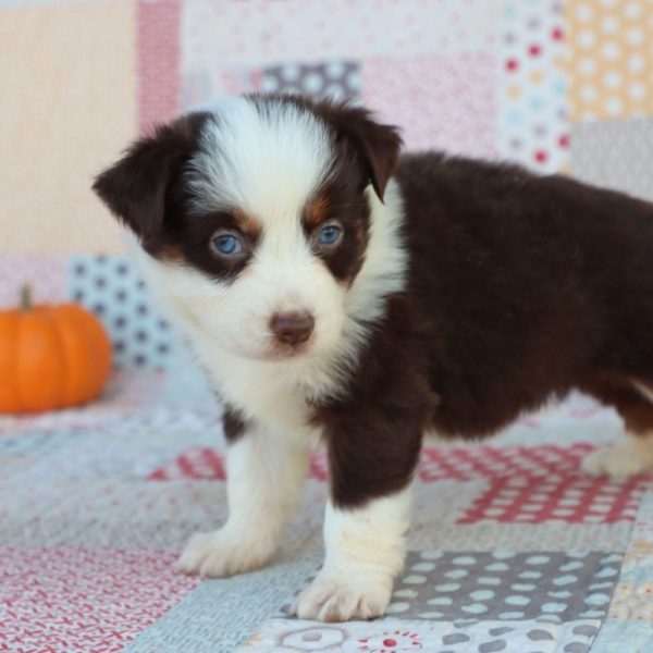 Miniature Australian Shepherd Puppy for Sale