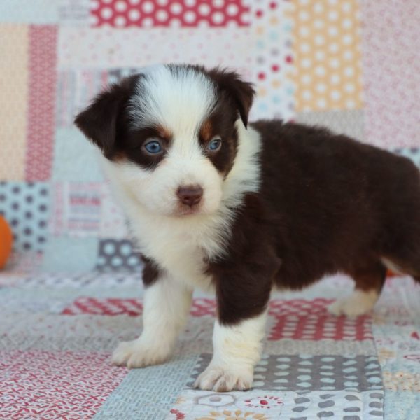 Miniature Australian Shepherd Puppy for Sale