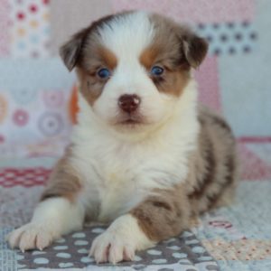 Miniature Australian Shepherd Puppy for Sale