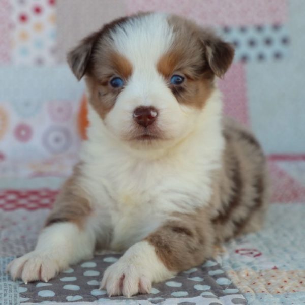 Miniature Australian Shepherd Puppy for Sale