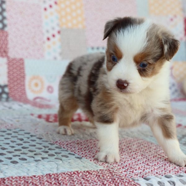 Miniature Australian Shepherd Puppy for Sale