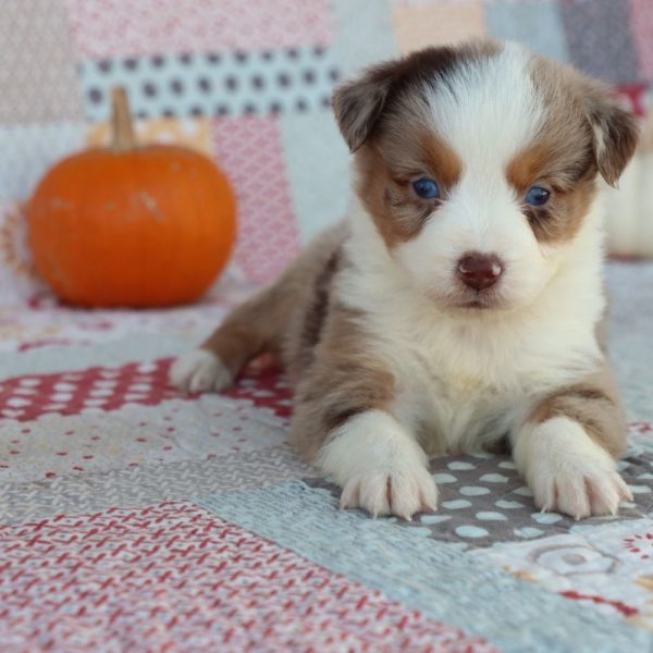 Miniature Australian Shepherd Puppy for Sale