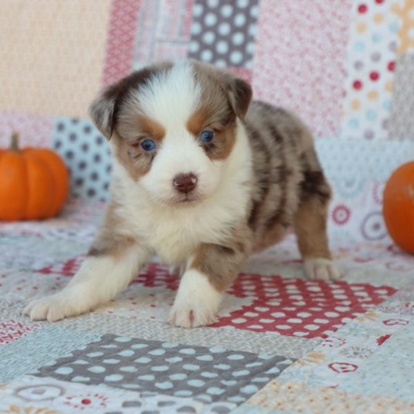 Miniature Australian Shepherd Puppy for Sale