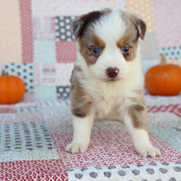 Miniature Australian Shepherd Puppy for Sale