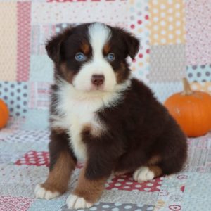 Miniature Australian Shepherd Puppy for Sale