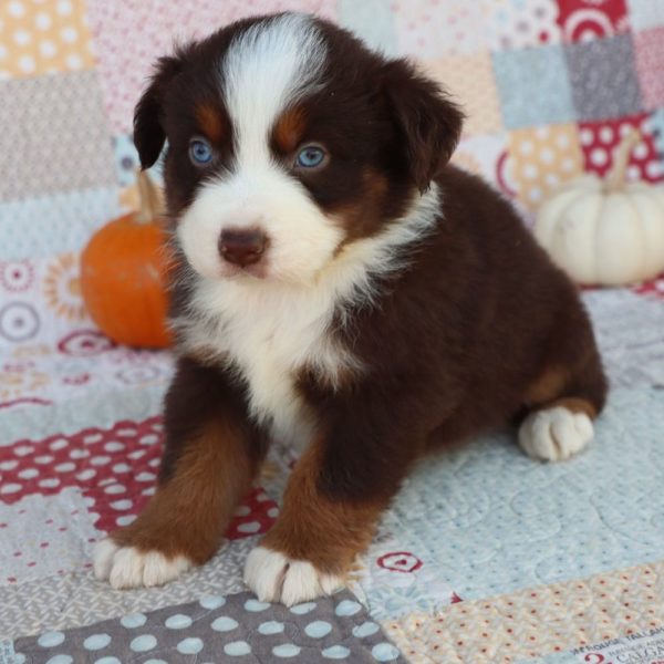 Miniature Australian Shepherd Puppy for Sale