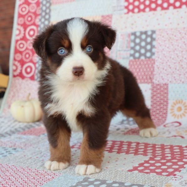 Miniature Australian Shepherd Puppy for Sale