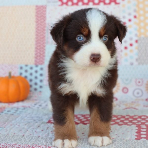 Miniature Australian Shepherd Puppy for Sale