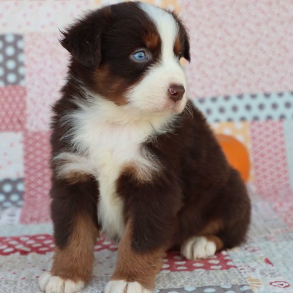 Miniature Australian Shepherd Puppy for Sale