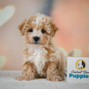 F1 Maltipoo Puppy for Sale